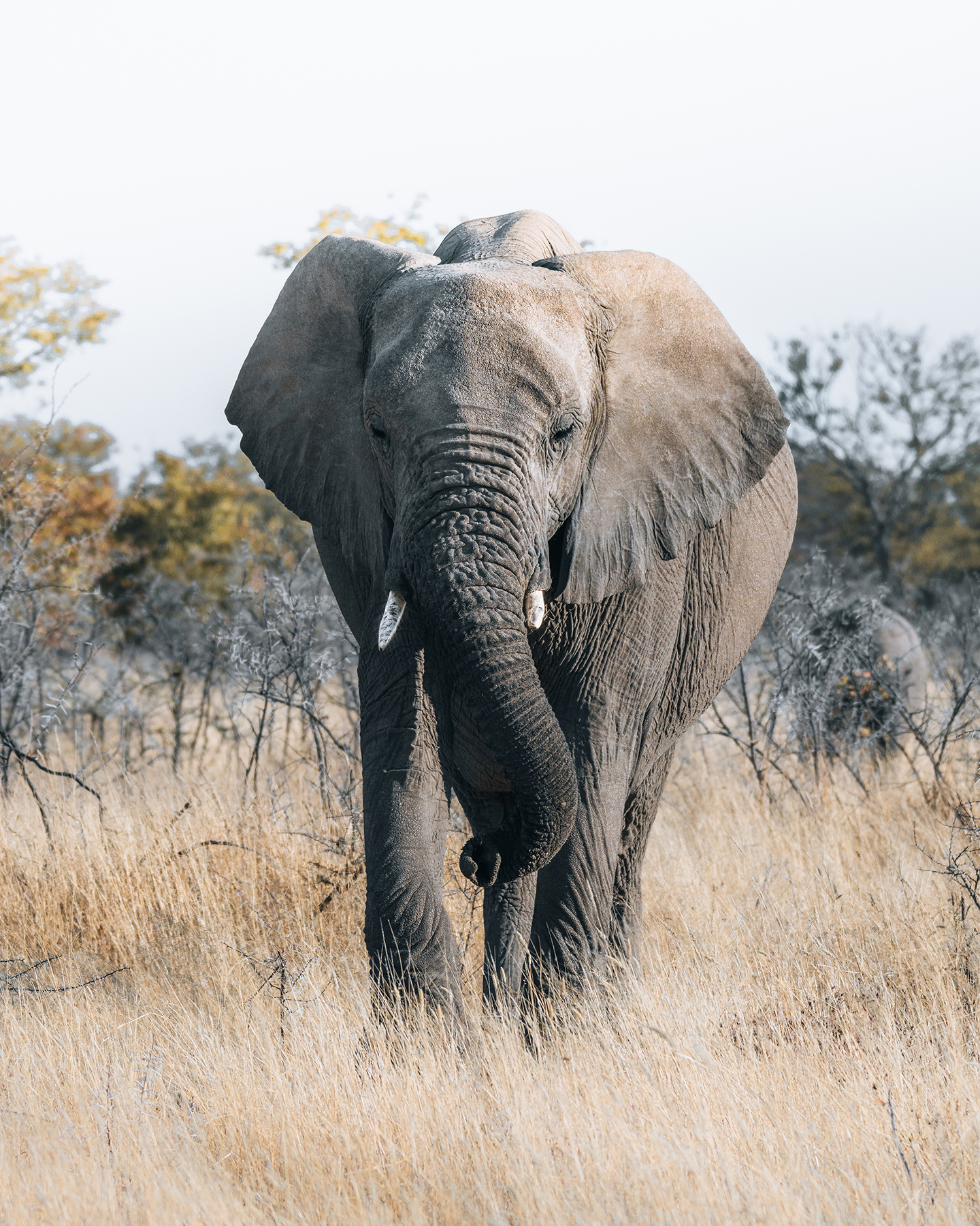 Un elefante africano de pie en una pradera seca, rodeado de vegetación rala.