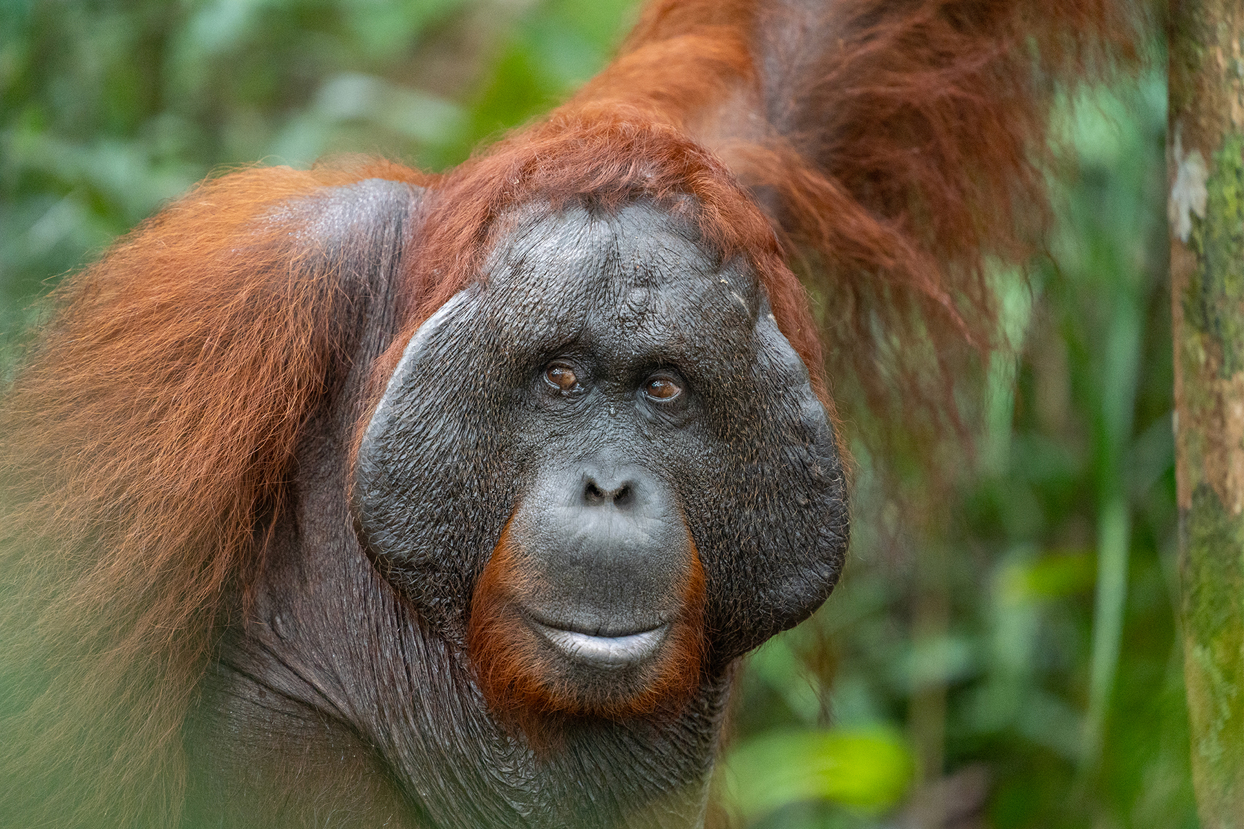 Retrato de un orangután en una exuberante selva verde de Indonesia, destacando su expresivo rostro y su pelo rojizo.