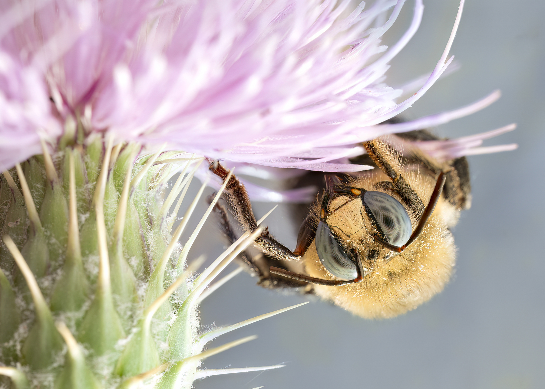 Close-up de uma mutuca ou abelha carpinteira em uma flor de cardo capturada com empilhamento de foco para obter nitidez e profundidade.