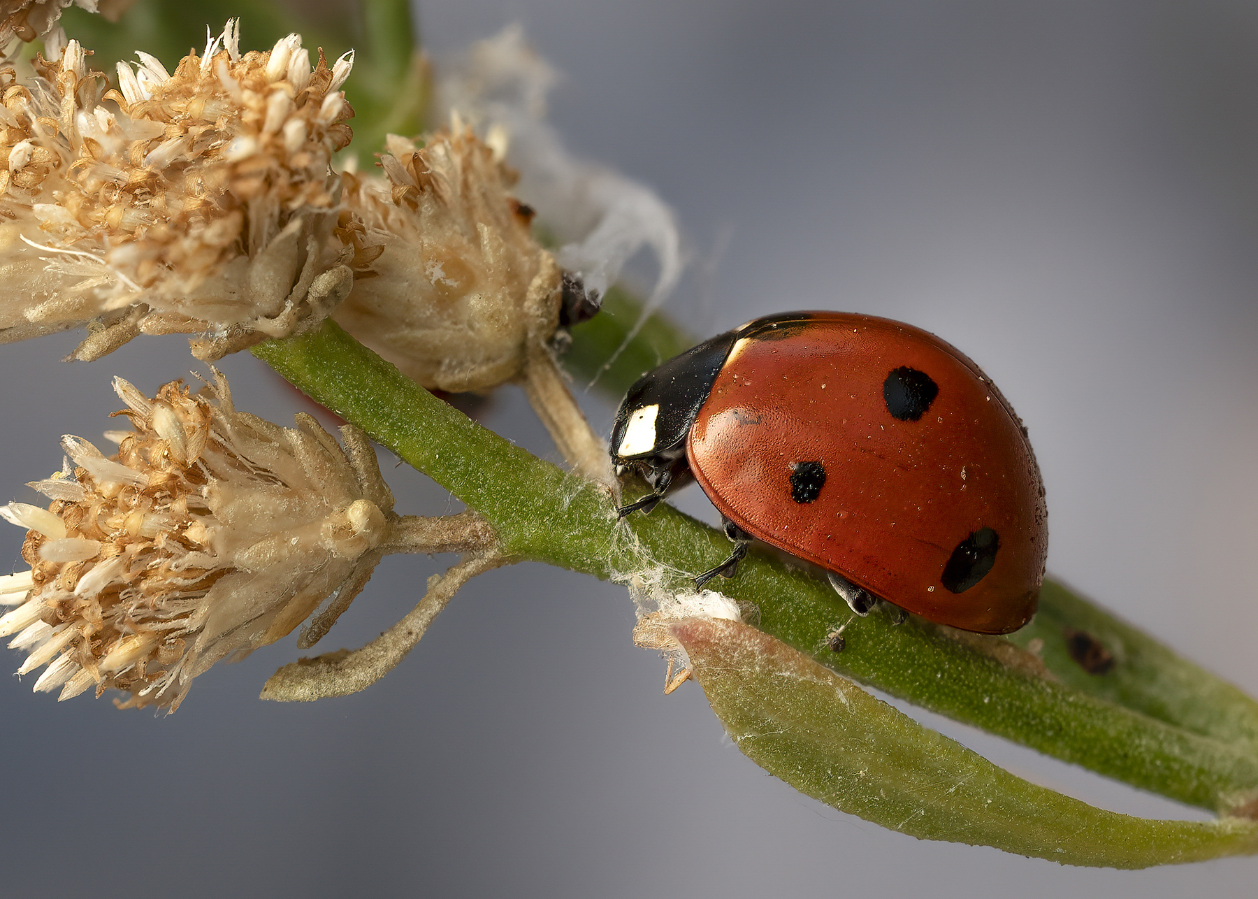 Close-up de uma joaninha em um caule de planta capturado usando empilhamento de foco para destacar detalhes intrincados.