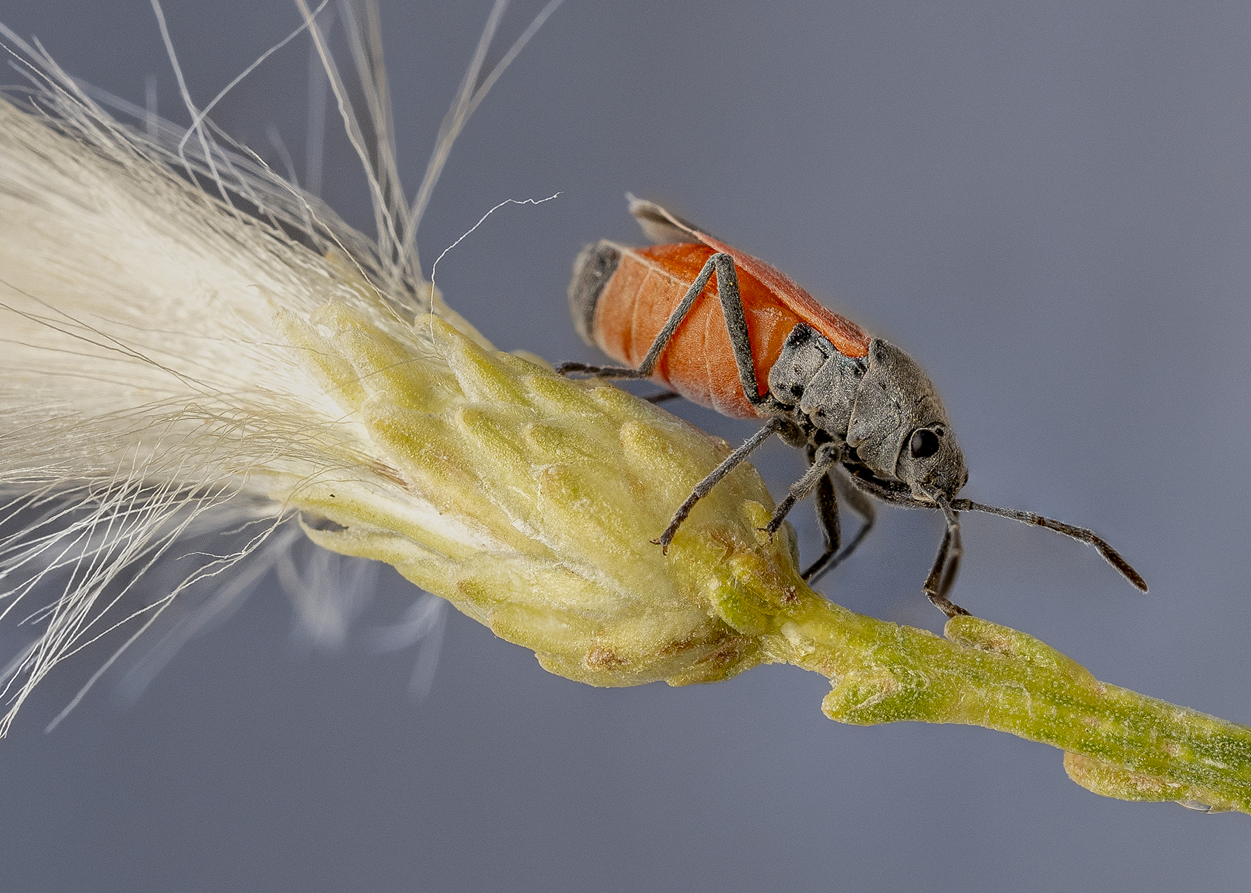 Close-up de um inseto de semente em um caule de planta capturado usando o empilhamento de foco para detalhes aprimorados.