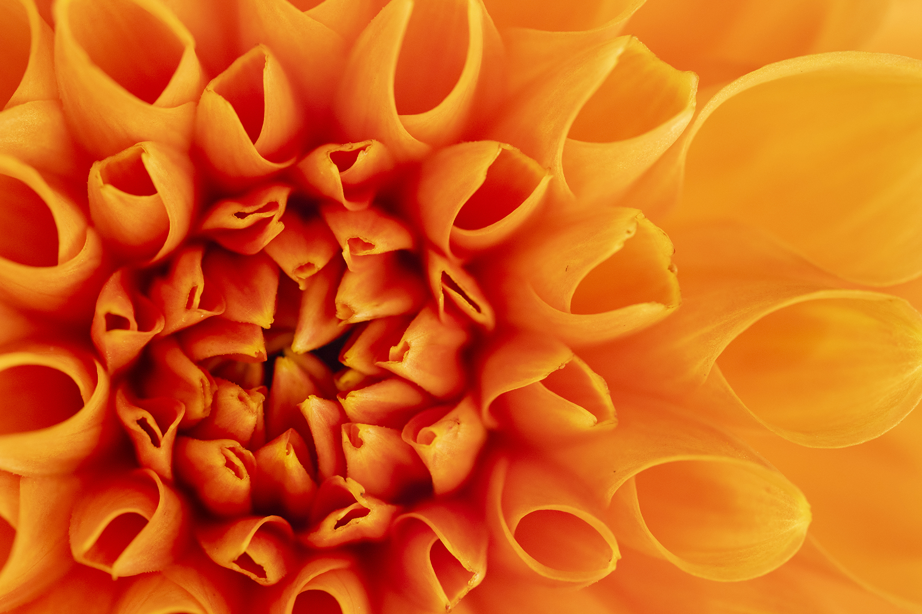 Image macro d'une fleur de dahlia orange, mettant en évidence les motifs complexes de ses pétales et ses couleurs éclatantes.