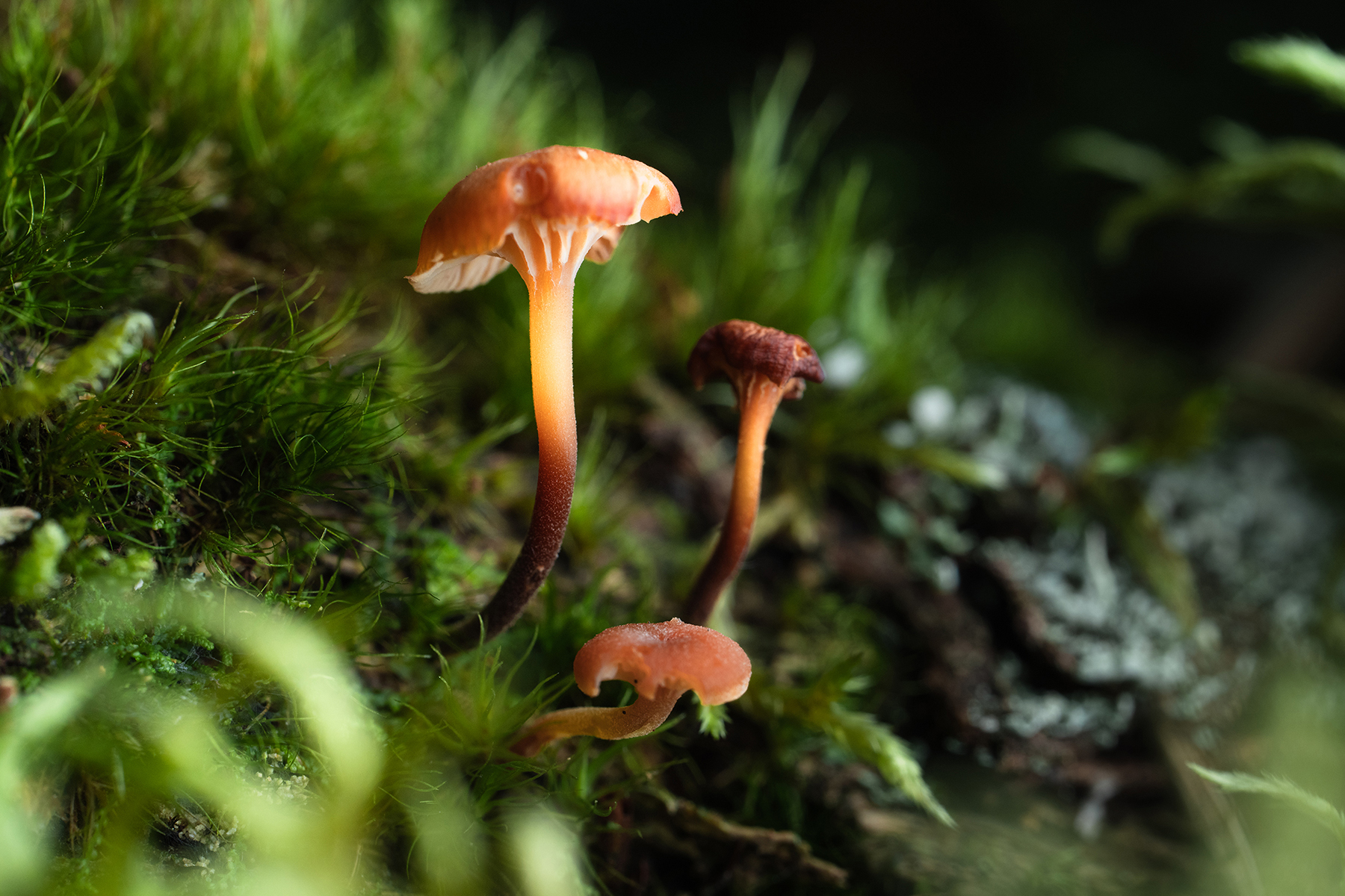 Macrophotographie de petits champignons orange poussant dans une mousse d'un vert éclatant, mettant en valeur leur structure délicate.