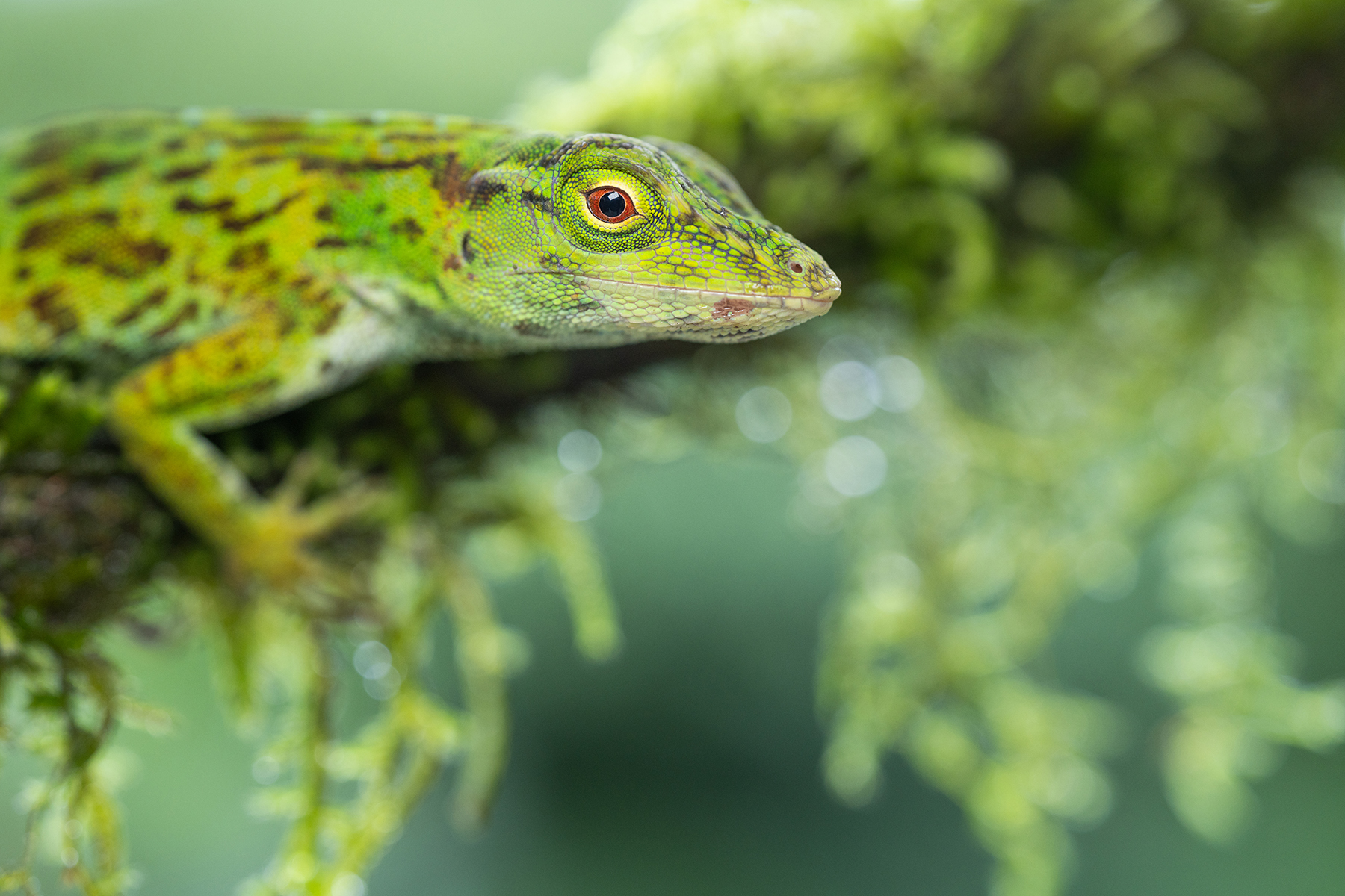 Image macro d'un lézard vert vif avec des détails d'écailles complexes, perché sur de la verdure recouverte de mousse.