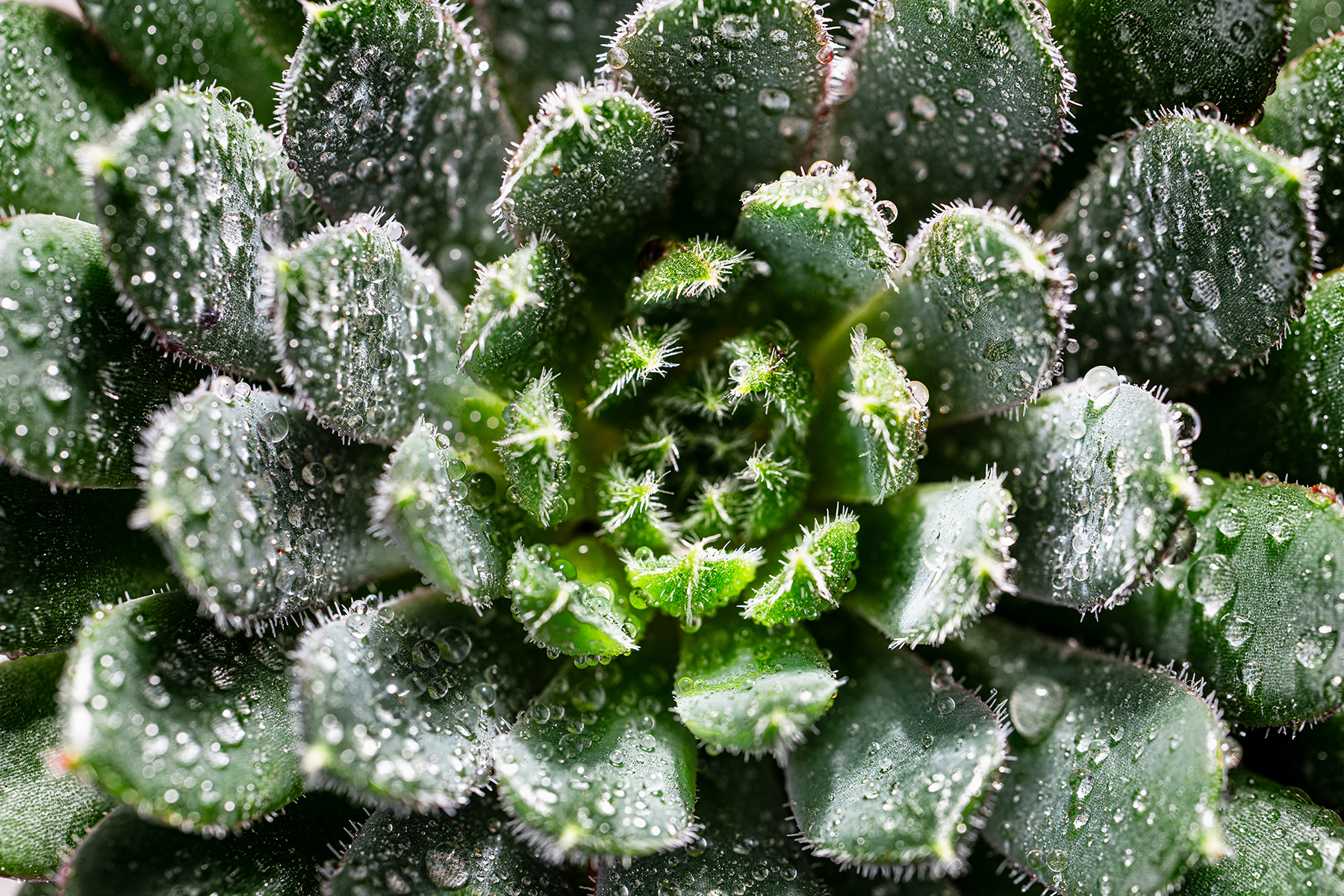 Macro image of a succulent covered in glistening water droplets, highlighting the texture and vibrant green details of the plant.