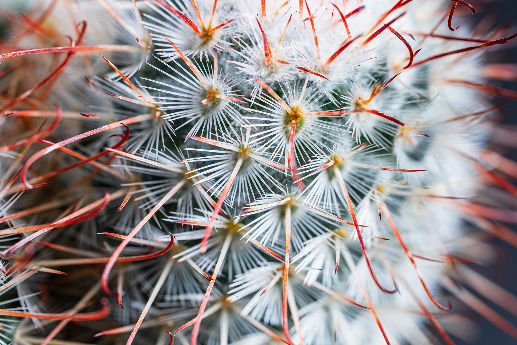 Close-up of a cactus with sharp white spines and vibrant red tips, highlighting the intricate details and textures captured through macro photography.