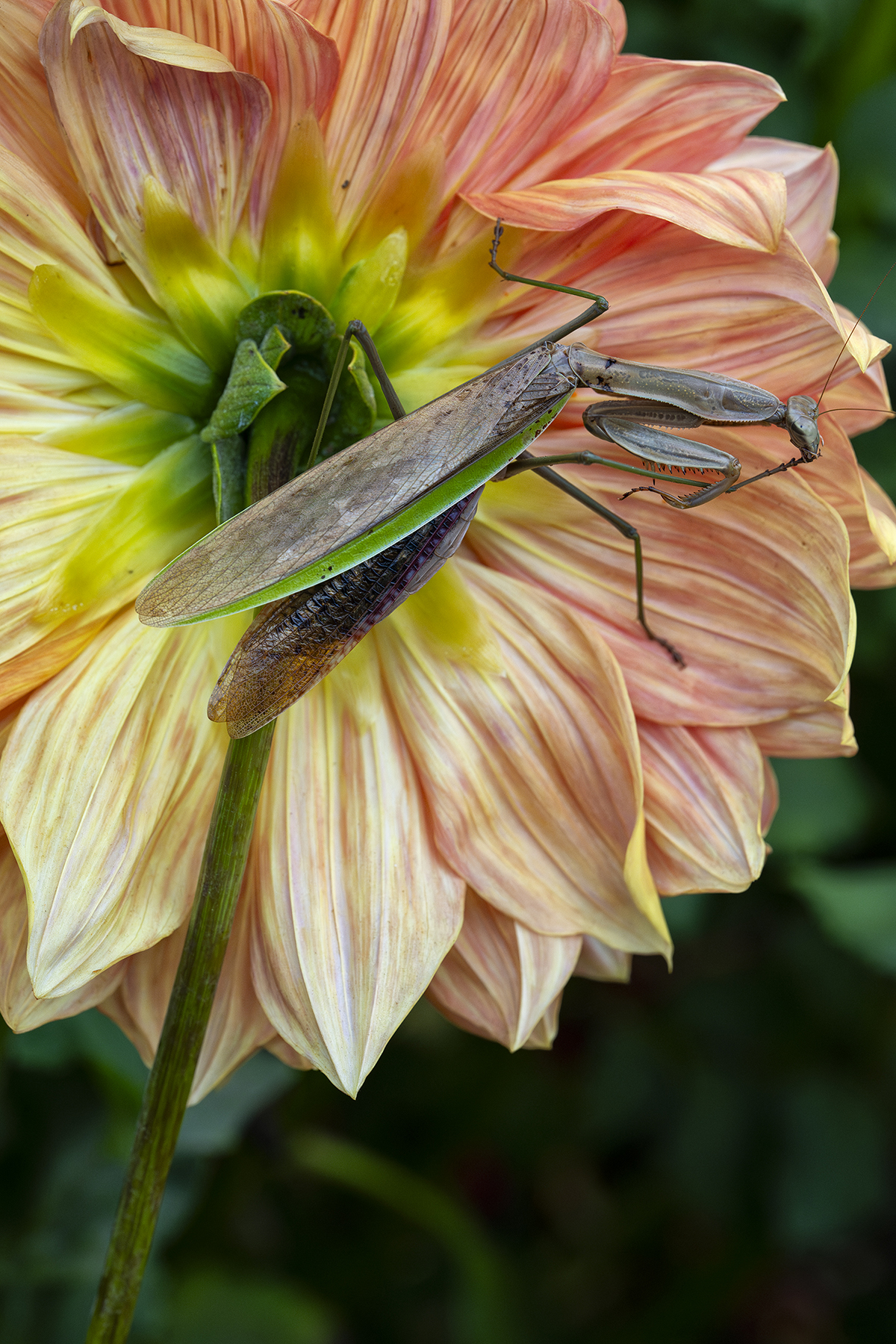 Close-up of a praying mantis perched on a vibrant orange dahlia flower, highlighting intricate details and textures through macro photography.