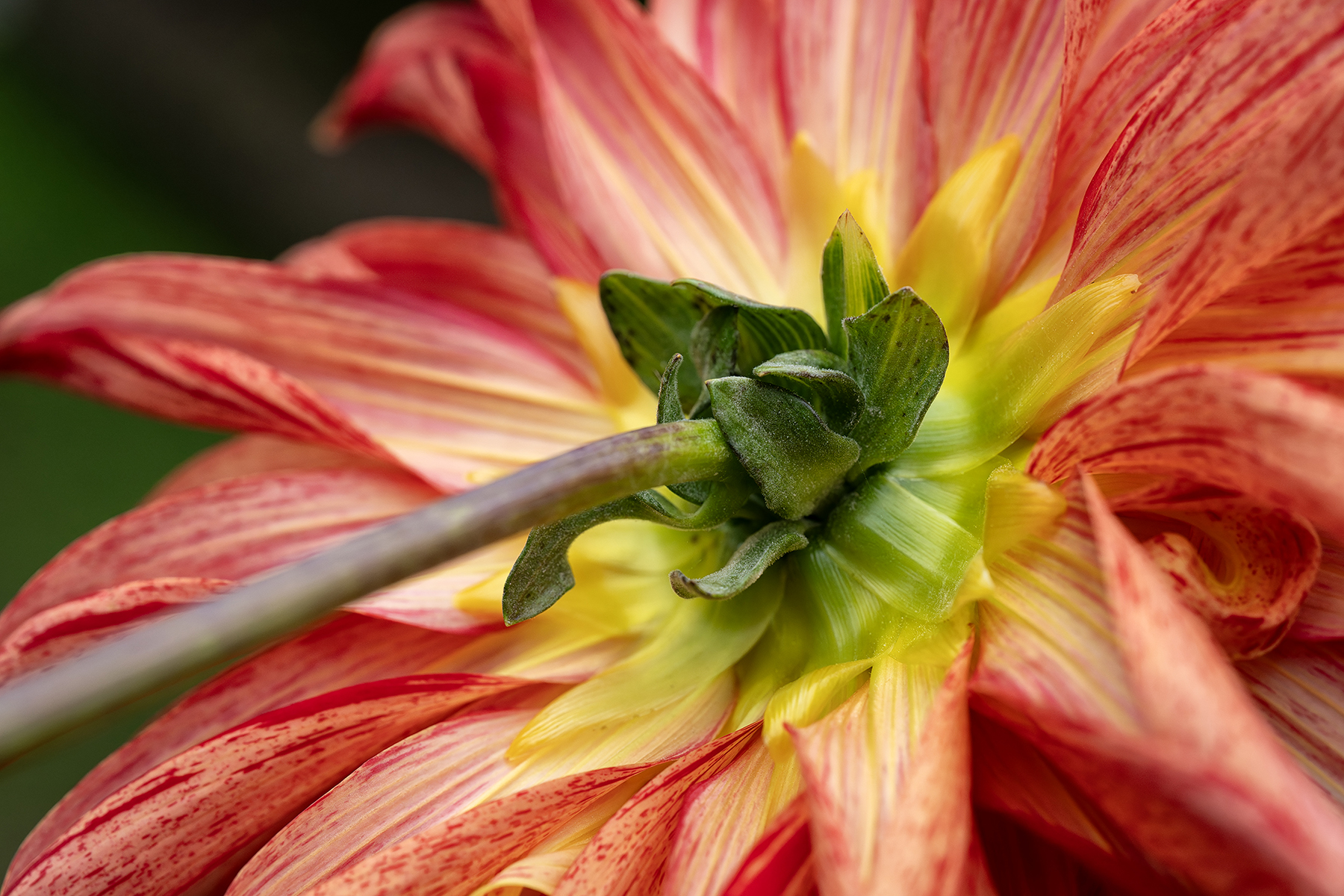 Macro view of a vibrant orange and yellow dahlia flower from the stem, highlighting its intricate petals and green sepals.