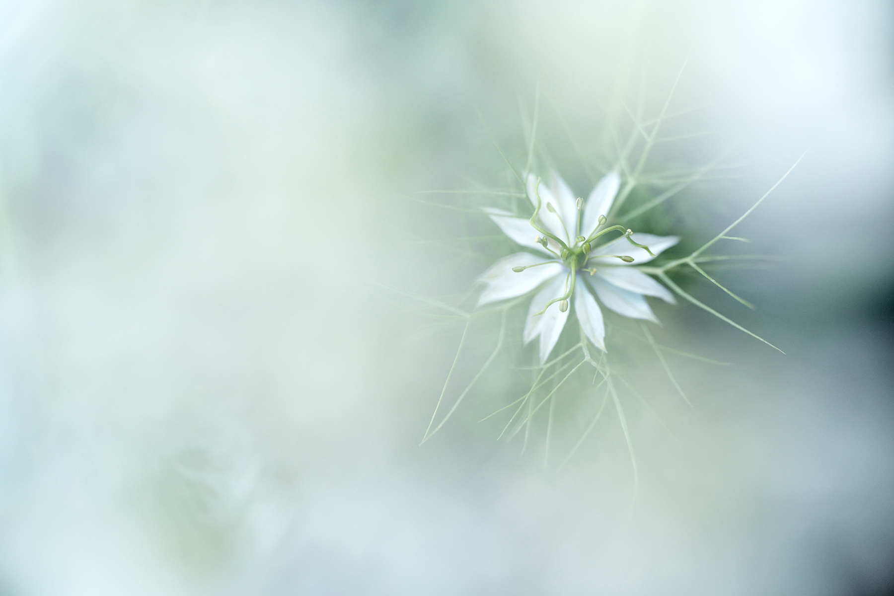 Close-up of a delicate white flower with soft, blurred surroundings, showcasing the intricate details captured through macro photography.