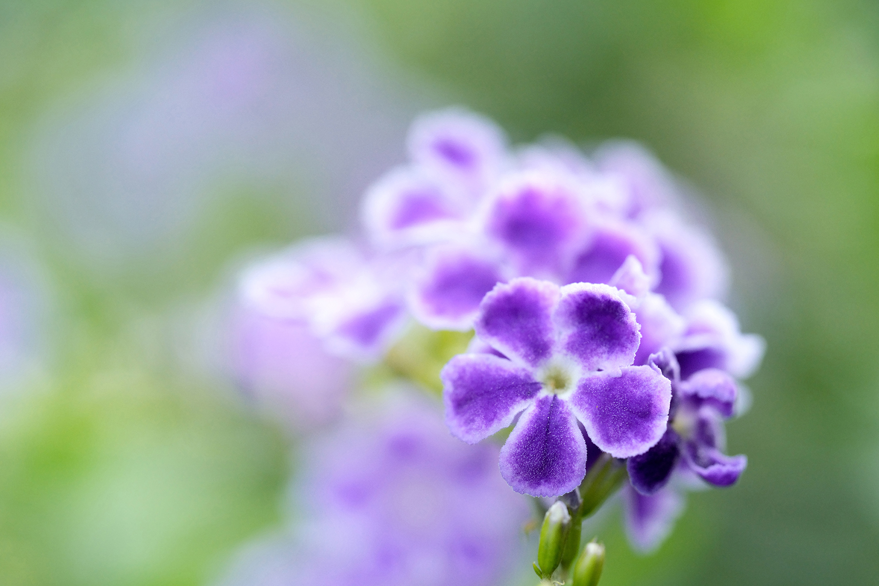 Close-up of vibrant purple flowers with delicate petals against a soft, blurred green background, showcasing the beauty of macro photography.