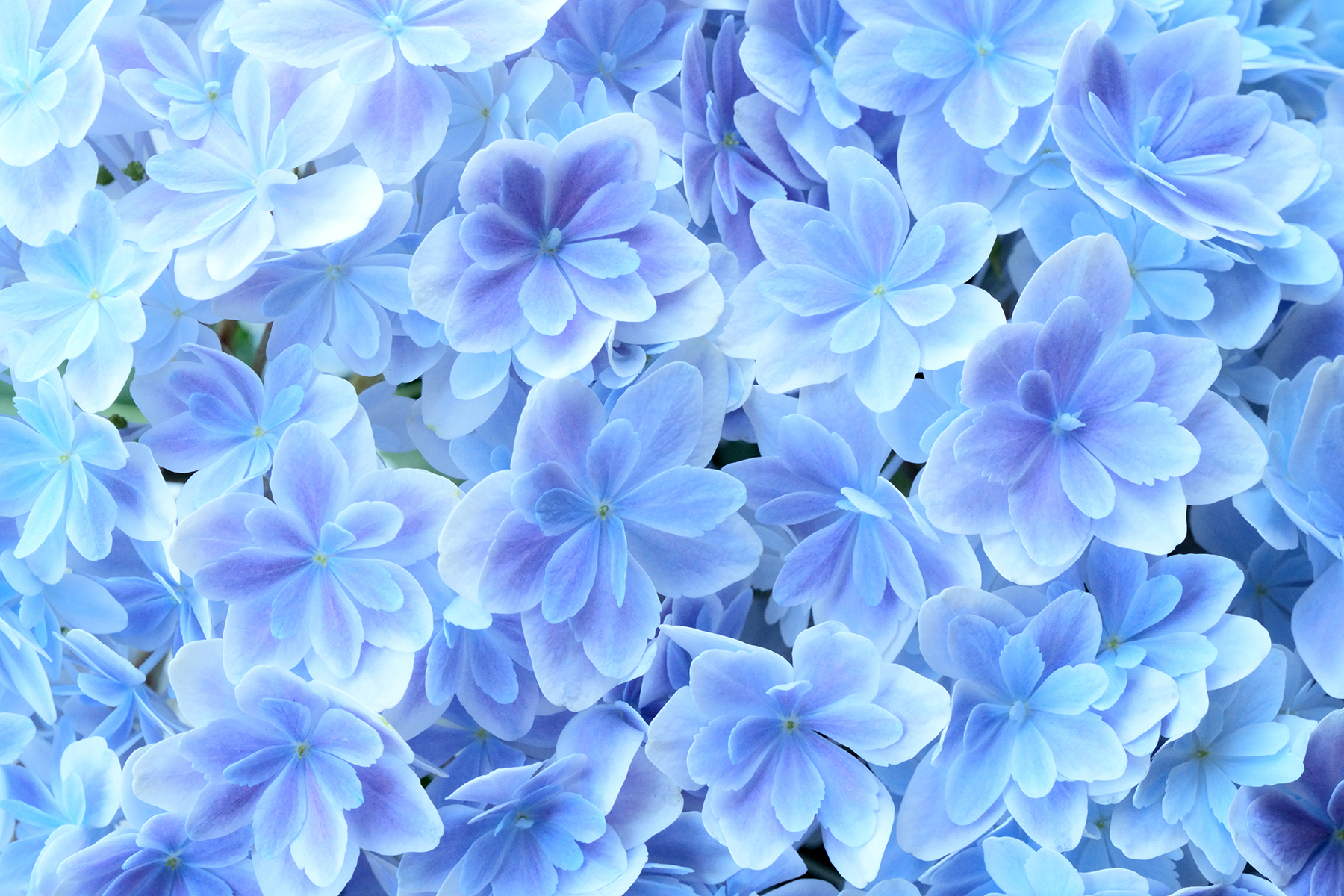 Close-up of a cluster of delicate blue hydrangea flowers, showcasing their soft petals and vibrant hues in macro detail.