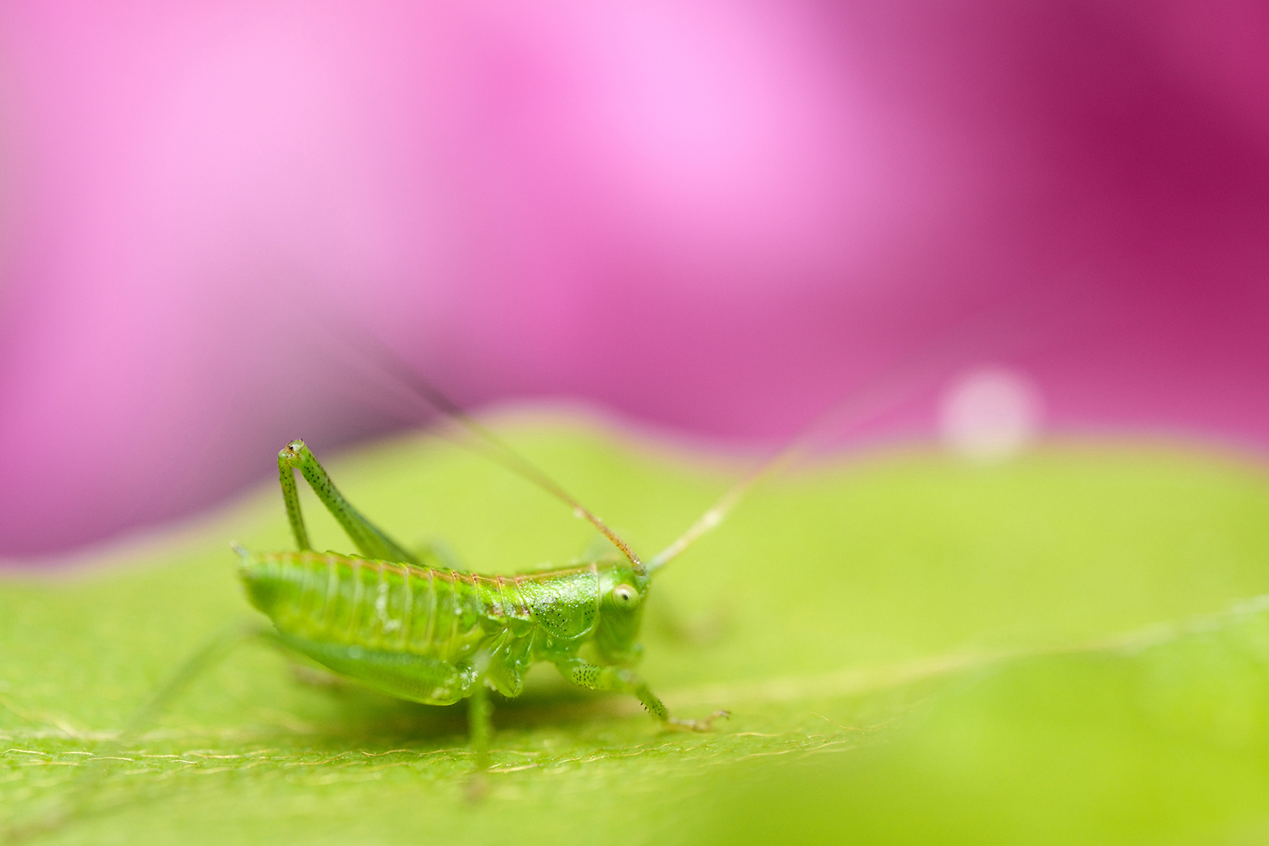 Macro shot of a vibrant green grasshopper resting on a leaf with a soft pink background, emphasizing its delicate details and textures.