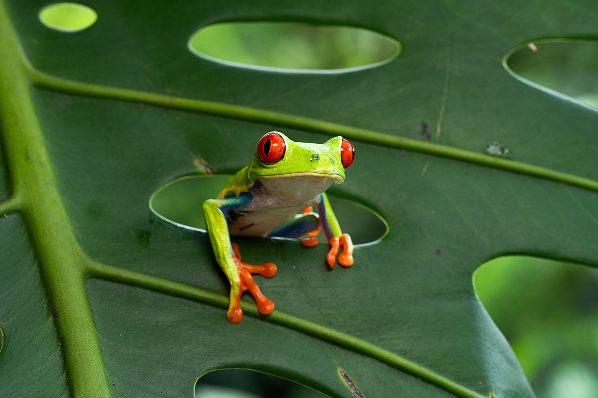 Close-up of a vibrant red-eyed tree frog peeking through a hole in a green leaf, showcasing its striking colors and curious expression.