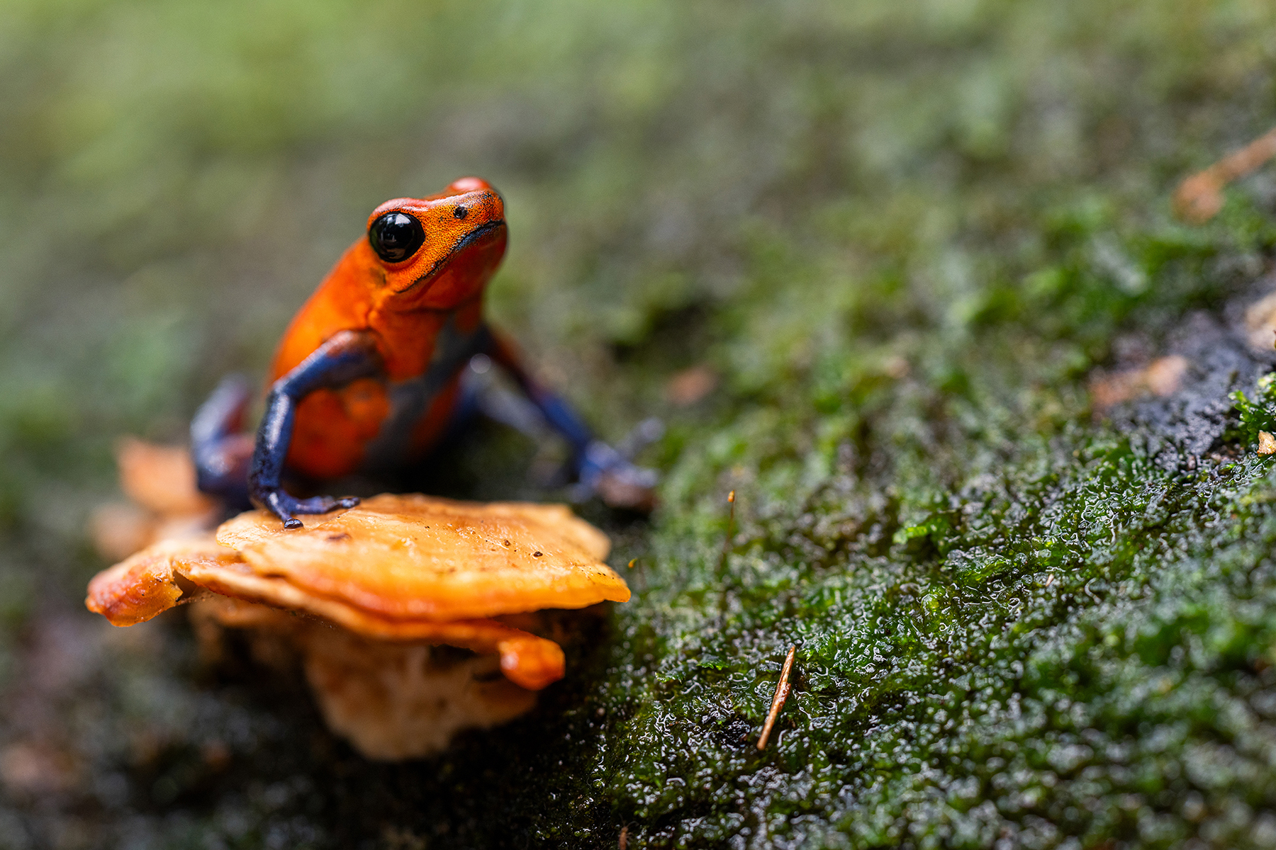 Close-up of a vibrant red and blue poison dart frog perched on a mushroom, set against a mossy forest floor, showcasing the vivid details of macro photography.