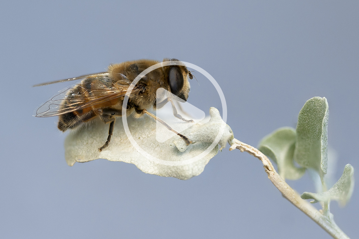 Primer plano de una mosca no tripulada posada en una hoja, que muestra los intrincados detalles que revela la videografía macro.