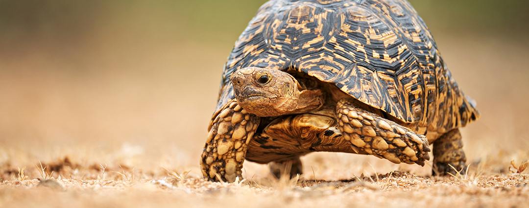 Leopard tortoise moving across dry terrain, highlighting its detailed shell pattern and natural habitat, captured with a telephoto lens for wildlife photography.