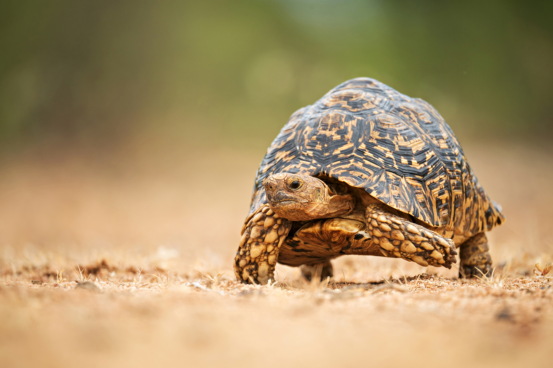 Close-up of a leopard tortoise walking on dry ground, showcasing intricate shell patterns and textures, captured with a telephoto lens for wildlife photography.