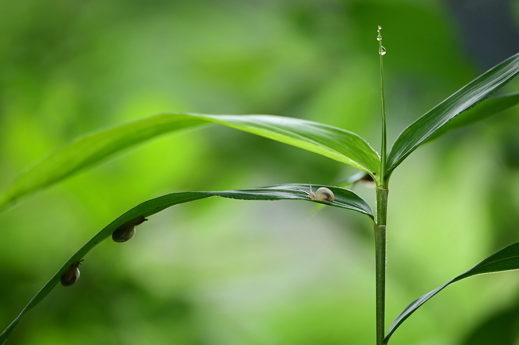 Pequeño caracol sobre una hoja verde con detalles nítidos y suave desenfoque del fondo, mostrando un bokeh de alta calidad y un excelente rendimiento de resolución, fotografiado con un objetivo de montura TAMRON Z.
