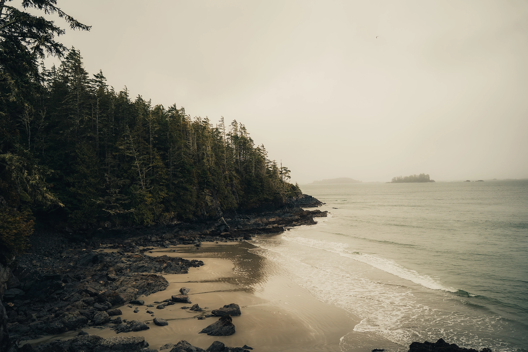 Un paysage côtier brumeux à Tofino, en Colombie-Britannique, avec un littoral accidenté, des arbres à feuilles persistantes et de douces vagues de l'océan. L'image a été améliorée à l'aide de techniques d'étalonnage des couleurs afin d'obtenir un aspect cinématographique d'inspiration vintage, avec des tons sourds et une atmosphère douce.