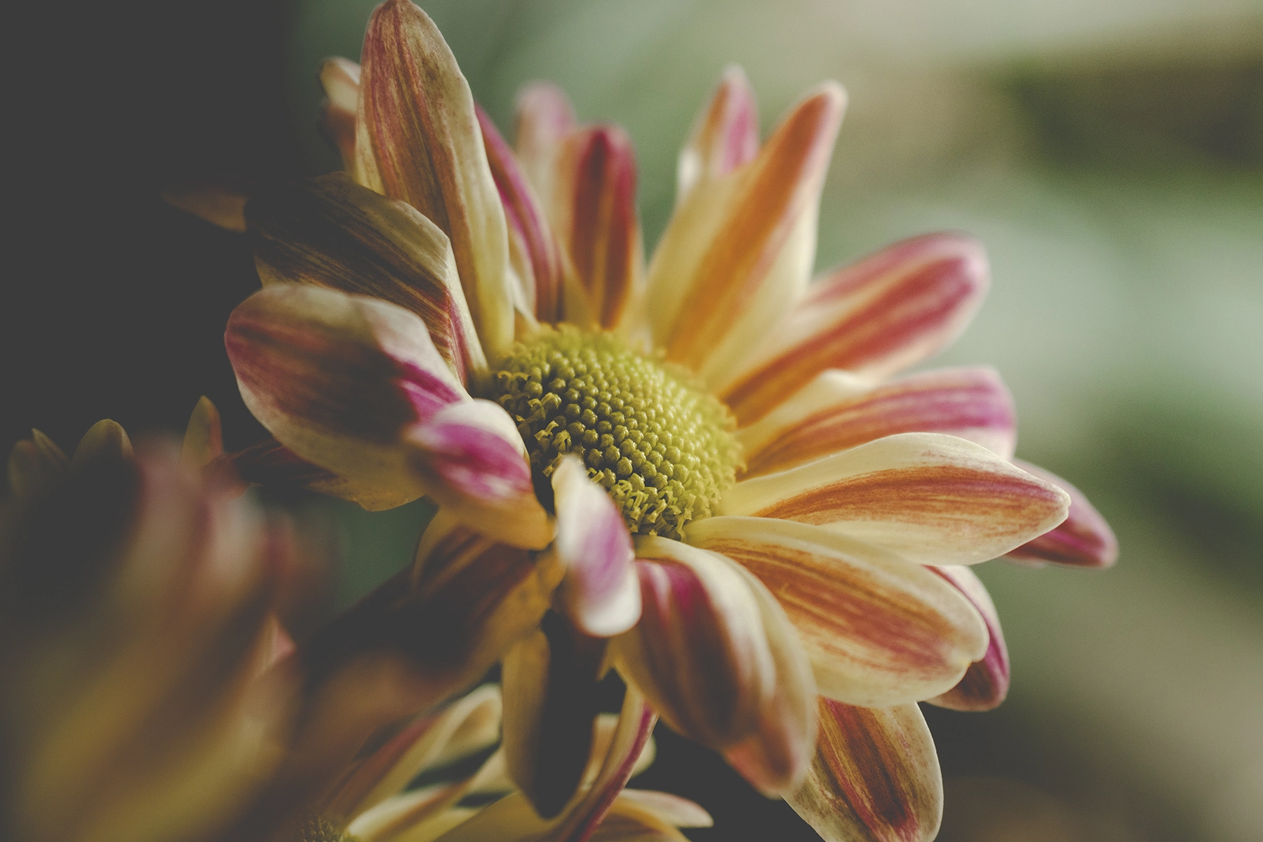 Fleur rayée dans un vase éclairé par une lumière douce