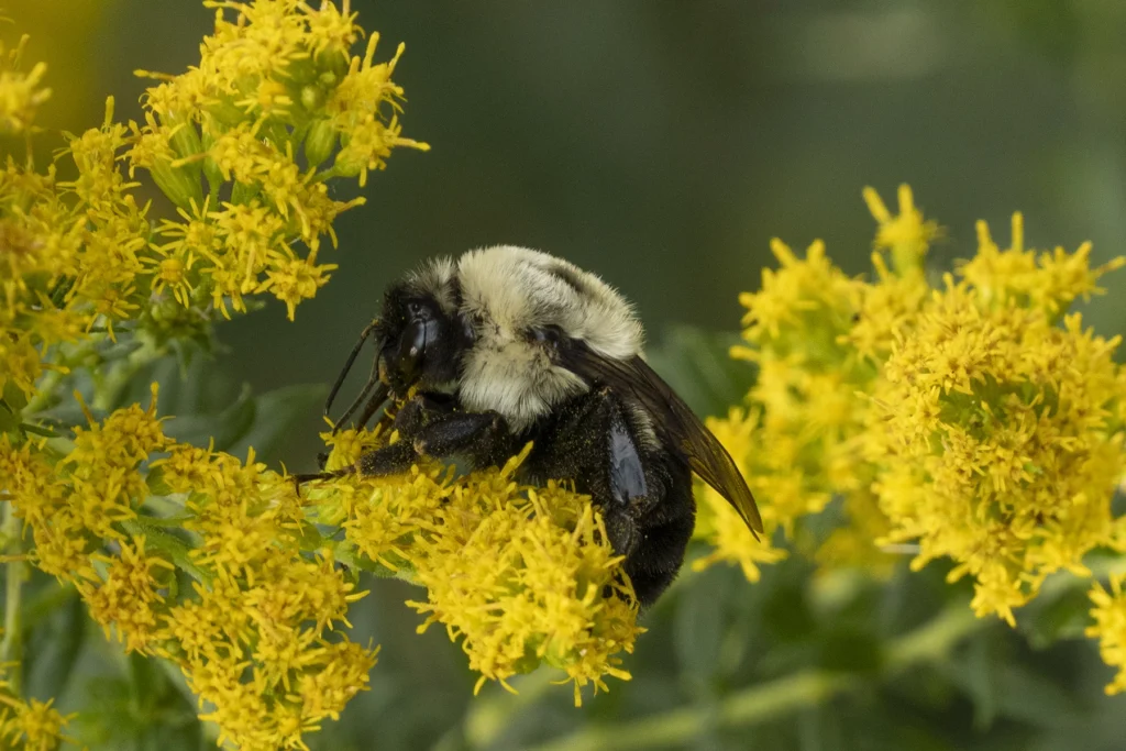 Bumblebee on a patch of goldenrod
