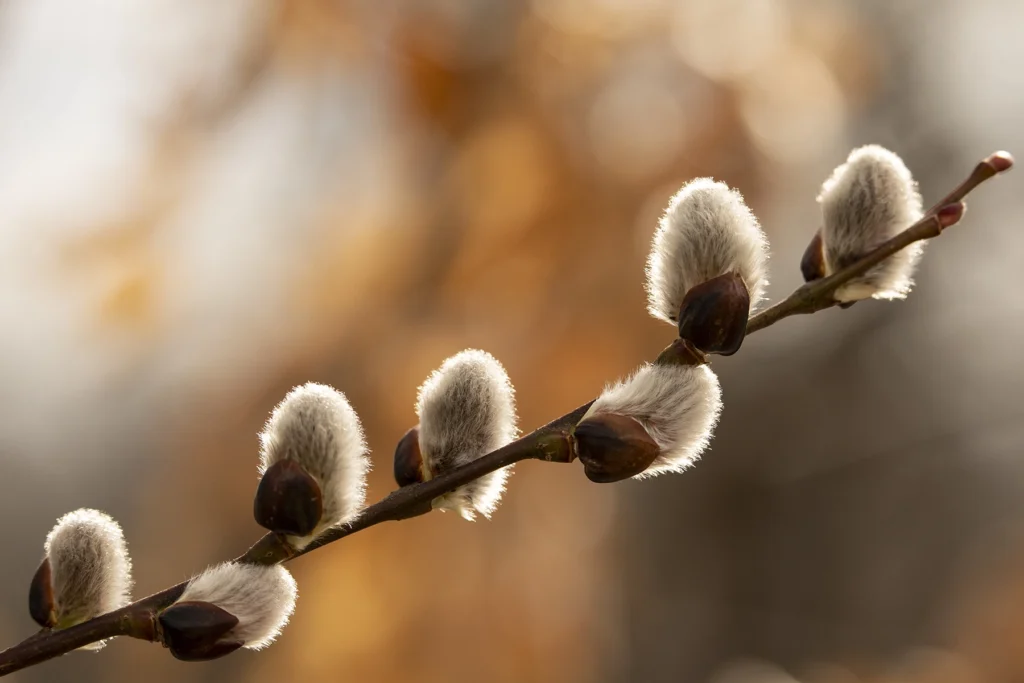 Setting sun backlighting a branch of willow buds