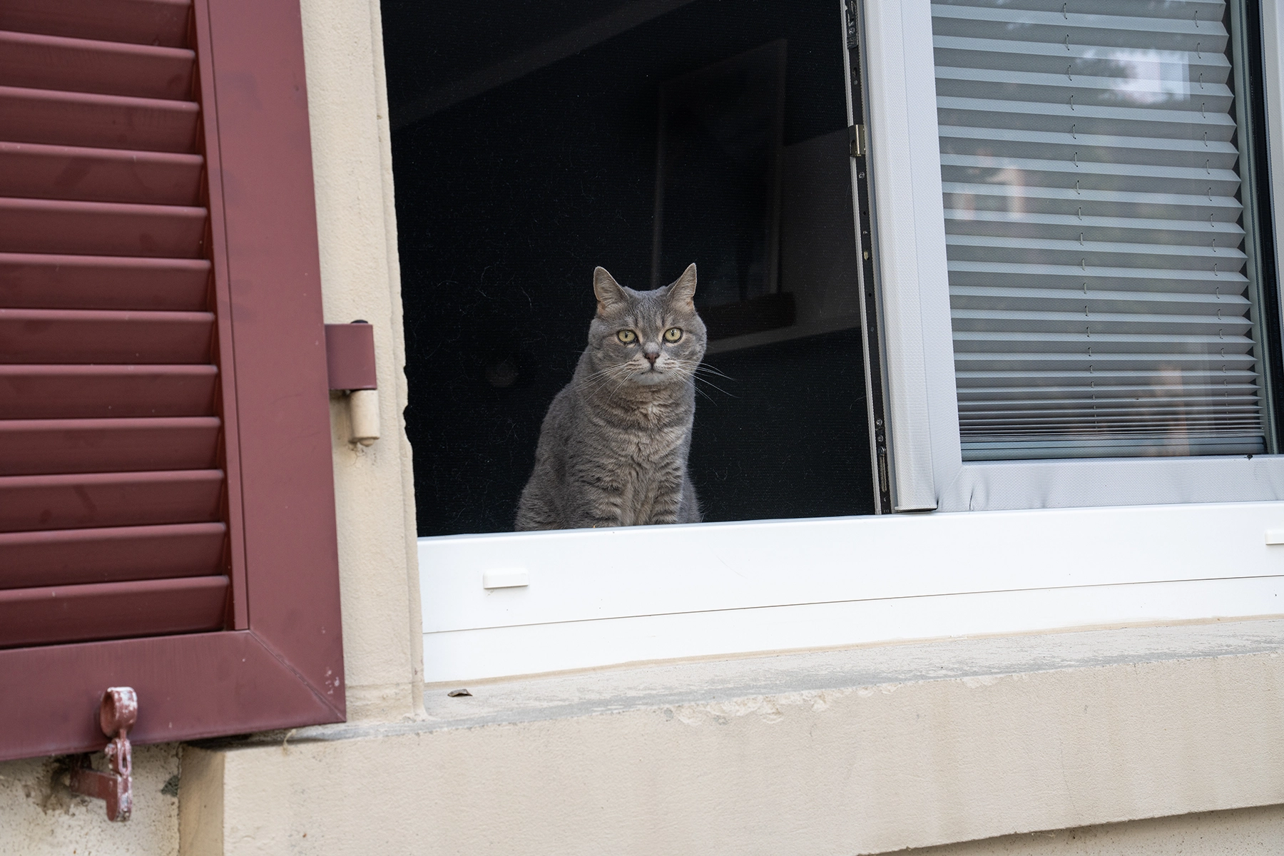 A grey cat sitting in an open window, looking outside with a curious expression.