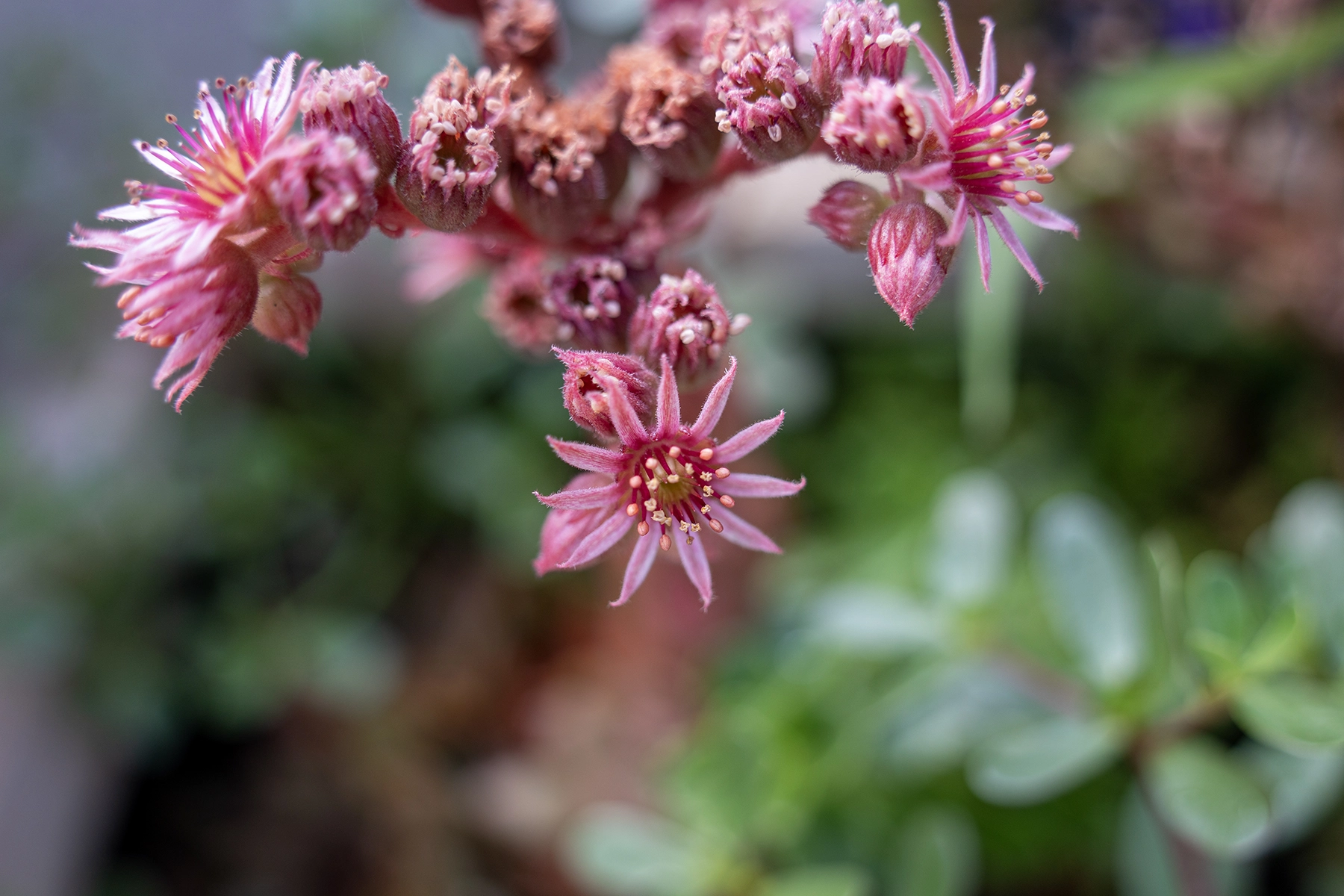 A close-up of a pink succulent flower in full bloom with a blurred green background.