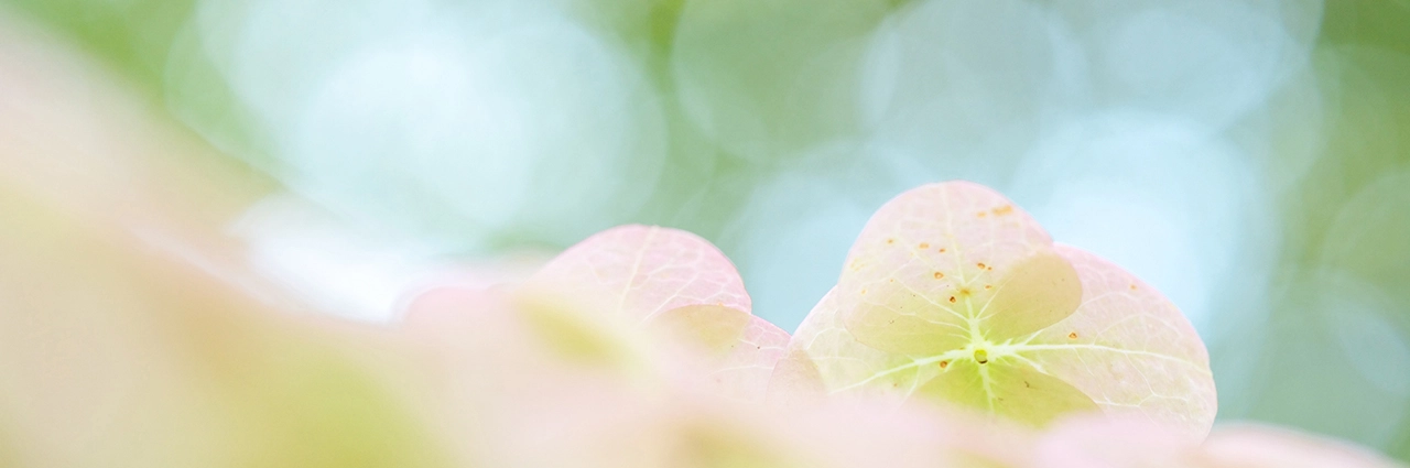Folhas rosa suaves em primeiro plano com um fundo bokeh circular e sonhador em tons de verde, demonstrando uma profundidade de campo rasa e uma difusão suave da luz.