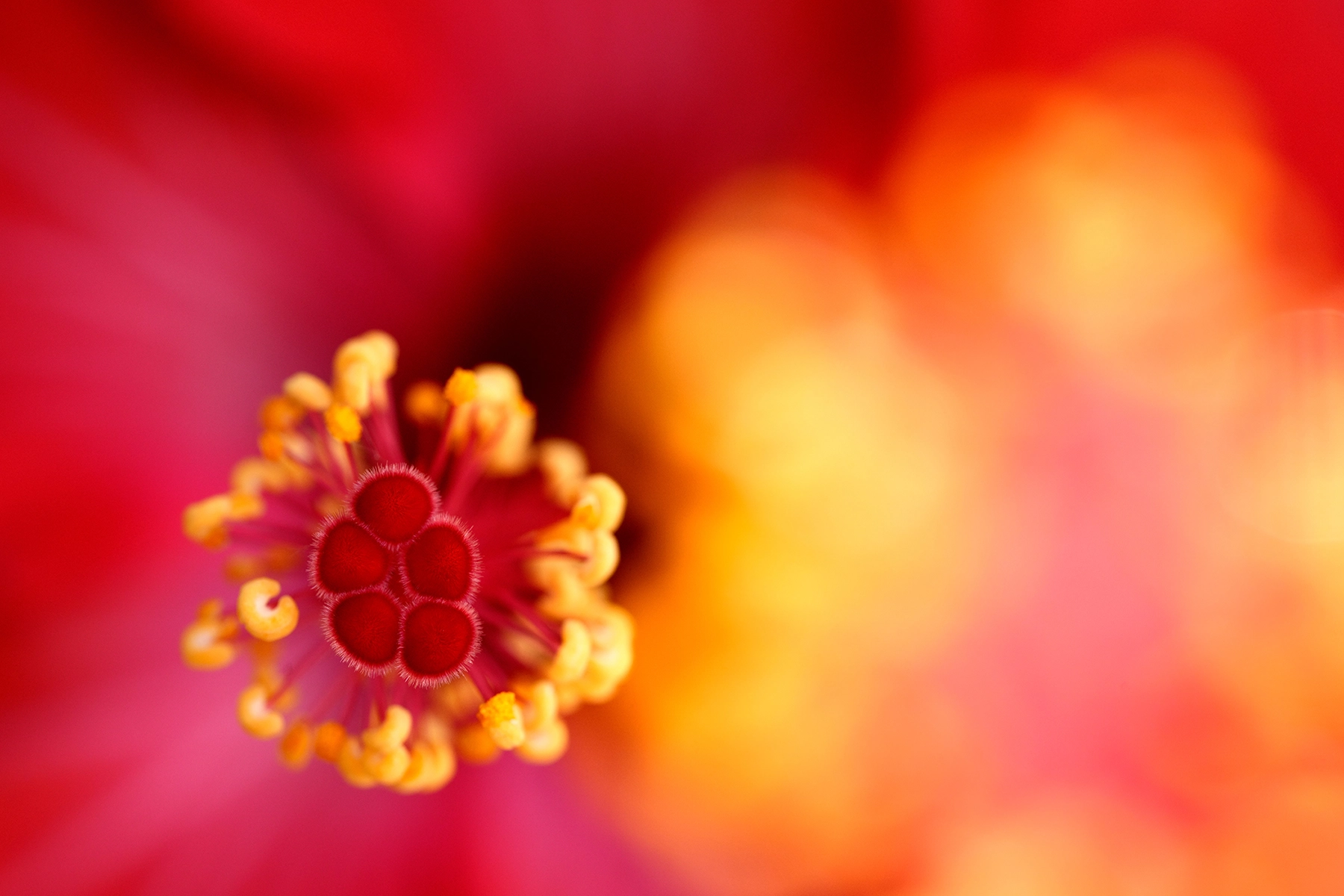 Extreme close-up of a hibiscus flower's red and yellow stamen with vivid detail, set against a dreamy background of warm circular bokeh, demonstrating macro photography with rich color contrast and shallow depth of field.