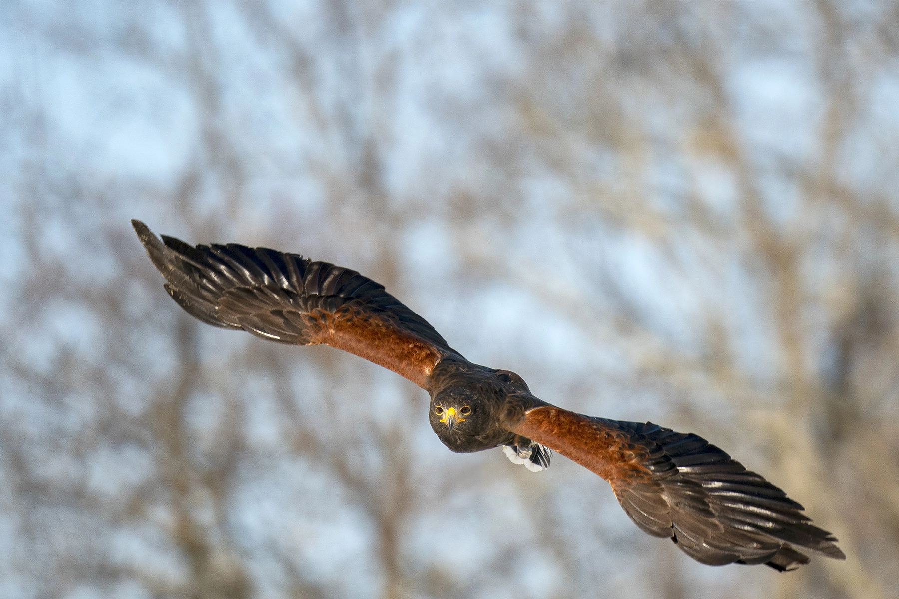 Bird of prey in mid-flight with wings fully spread, captured with a telephoto lens to showcase feather detail and freeze motion from a distance.