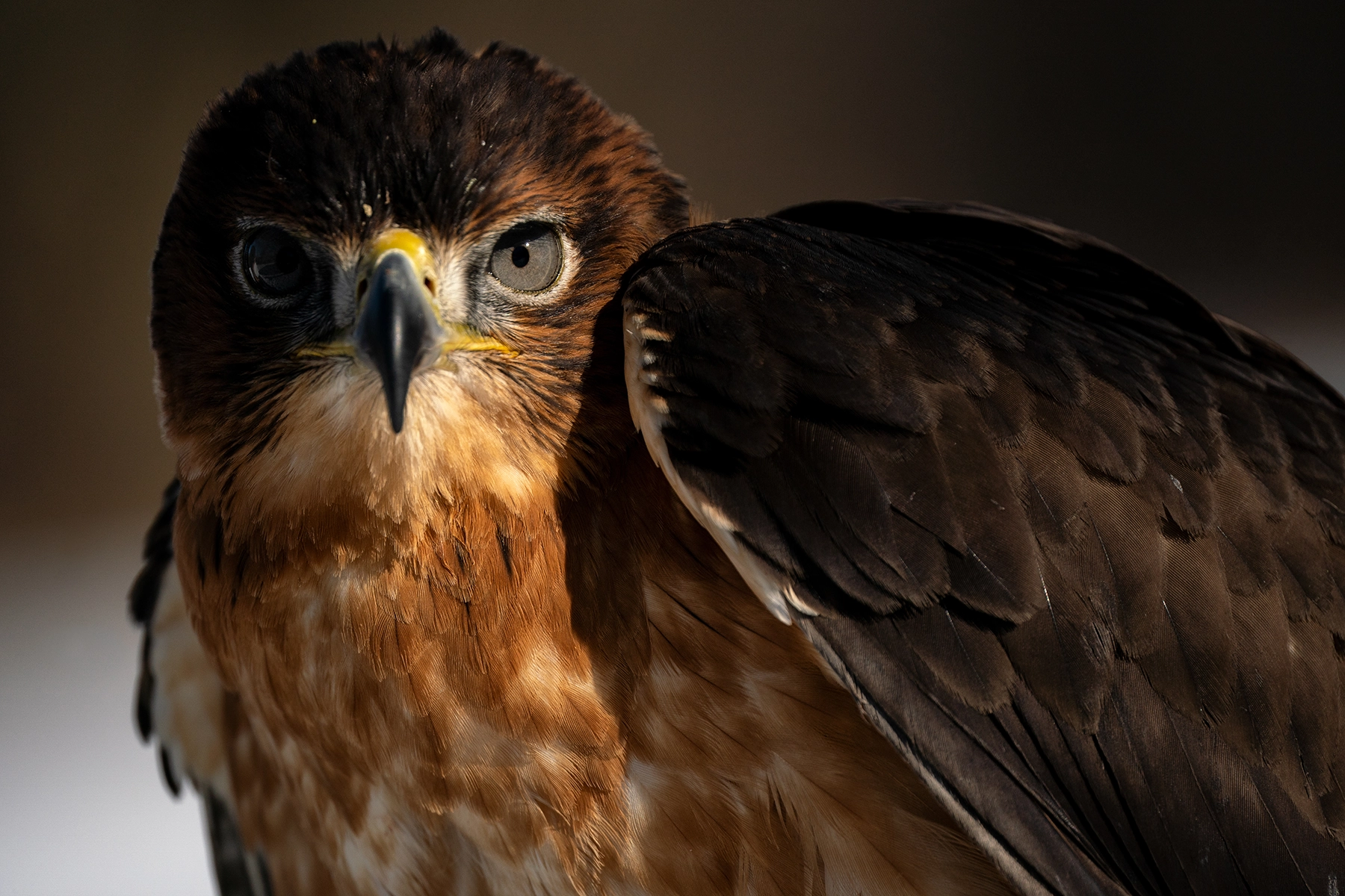 Close-up of a hawk with intense gaze and sharply defined feathers, photographed using a telephoto lens to capture fine detail and isolate the subject.