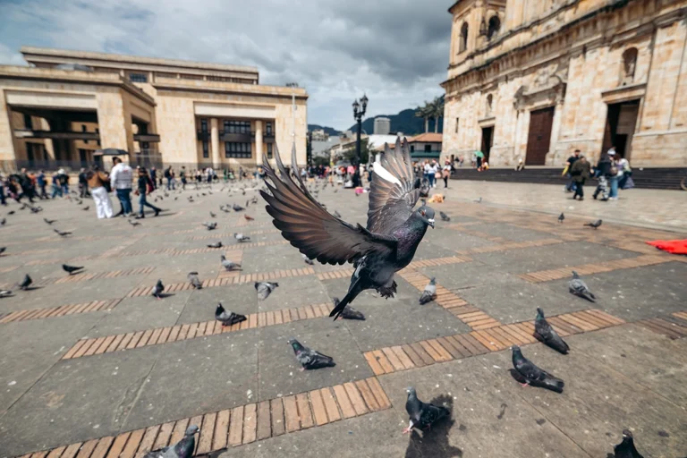 A pigeon in flight surrounded by other pigeons on the ground