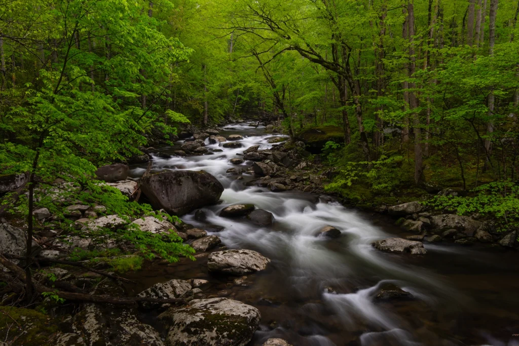 Une rivière qui tombe en cascade sur les rochers avec des arbres verts des deux côtés.