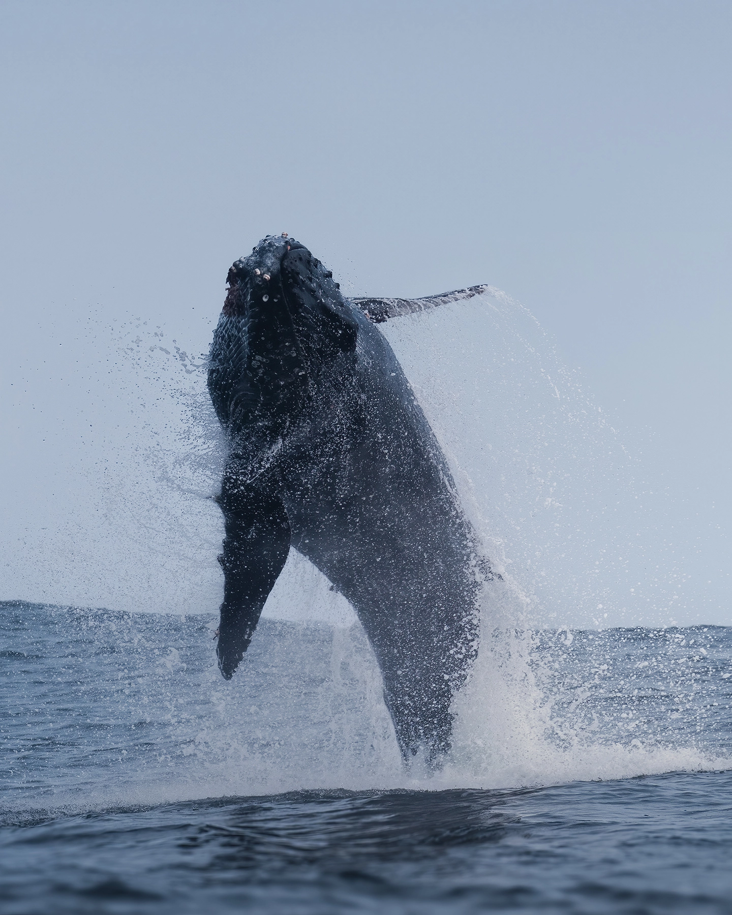 Consejos de fotografía costera de California: Erupción de ballena jorobada de cuerpo entero capturada cerca de la línea de flotación, mostrando la acción y el momento.