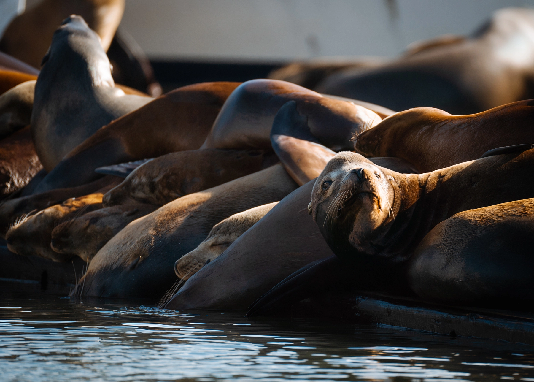 Consejos de fotografía costera de California: Leones marinos tomando el sol con luz cálida en un muelle, ideal para capturar el comportamiento de la fauna costera.