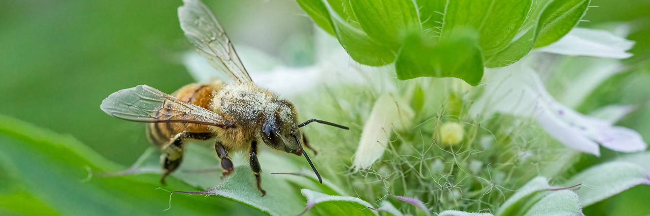Macro image of a pollen-covered bee collecting nectar from a green and white flower, taken in a summer garden while photographing insects.