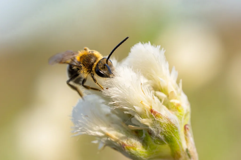 Uma abelha recebendo néctar de uma flor branca