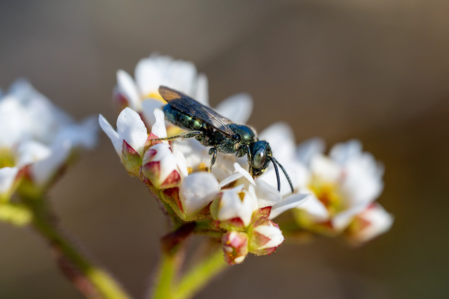 A metallic green sweat bee on some white with red flowers.