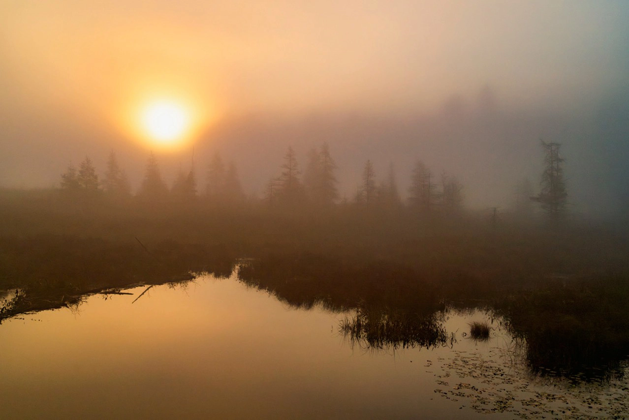 Un amanecer brumoso sobre un humedal tranquilo, con el sol dorado brillando a través de la densa niebla, dibujando la silueta de árboles dispersos y reflejándose suavemente en el agua quieta.
