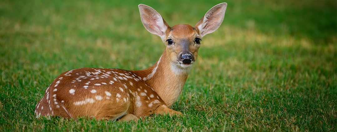 A young white-tailed deer fawn with bright eyes and spotted fur rests on a lush green field, gazing gently at the camera.