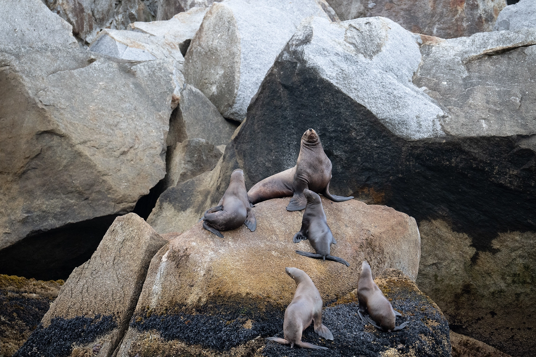 A group of sea lions, including a dominant male and several younger pups, rest on rugged coastal rocks in the soft morning light, surrounded by large boulders