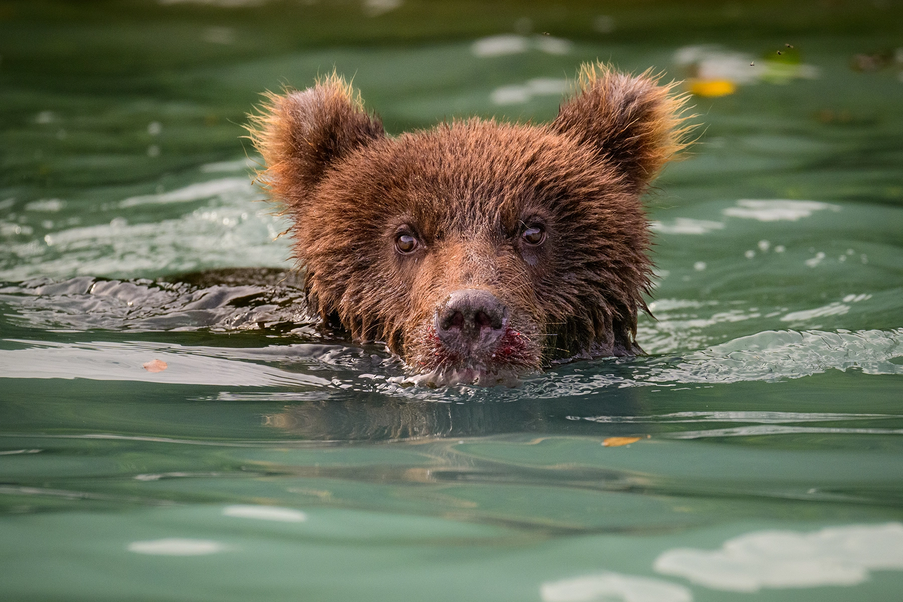 A young brown bear swims through a greenish river, its wet fur glistening and eyes locked onto the camera, with remnants of a recent meal on its muzzle. Focusing on the eyes is one of the most important wildlife photography tips beginners need to master.