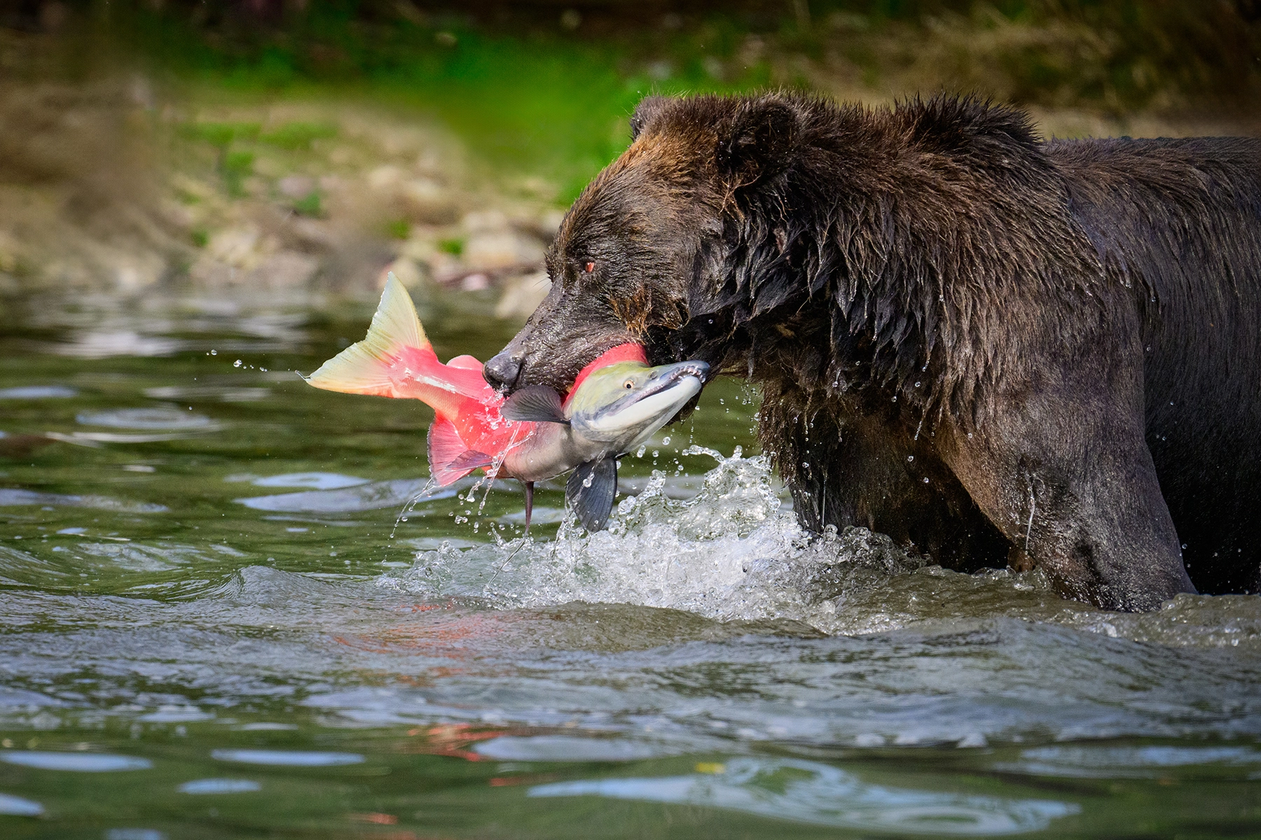 A powerful brown bear emerges from a river with a vibrant red and green sockeye salmon clutched in its jaws, water droplets splashing around as the fish struggles. Understanding animal behavior is a key wildlife photography tip for beginners.