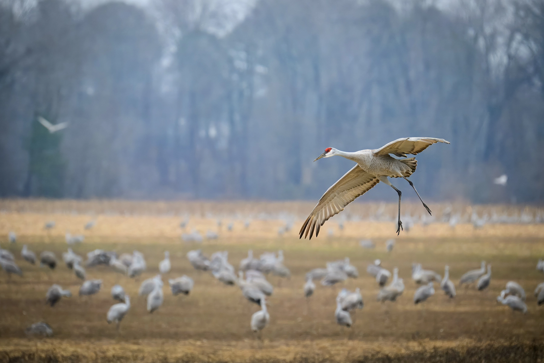 A sandhill crane with outstretched wings and long legs extended prepares to land in a misty field filled with a large flock of cranes, with a backdrop of blurred trees. Choosing the right lens is one of the crucial wildlife photography tips beginners should embrace.