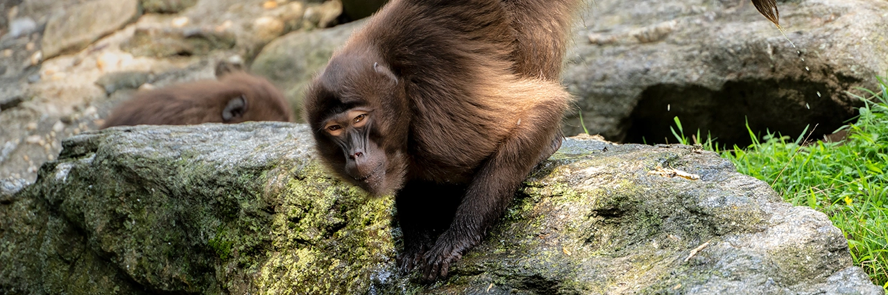 Un singe gelada se penche sur un rocher moussu, regardant attentivement au milieu de la verdure naturelle.