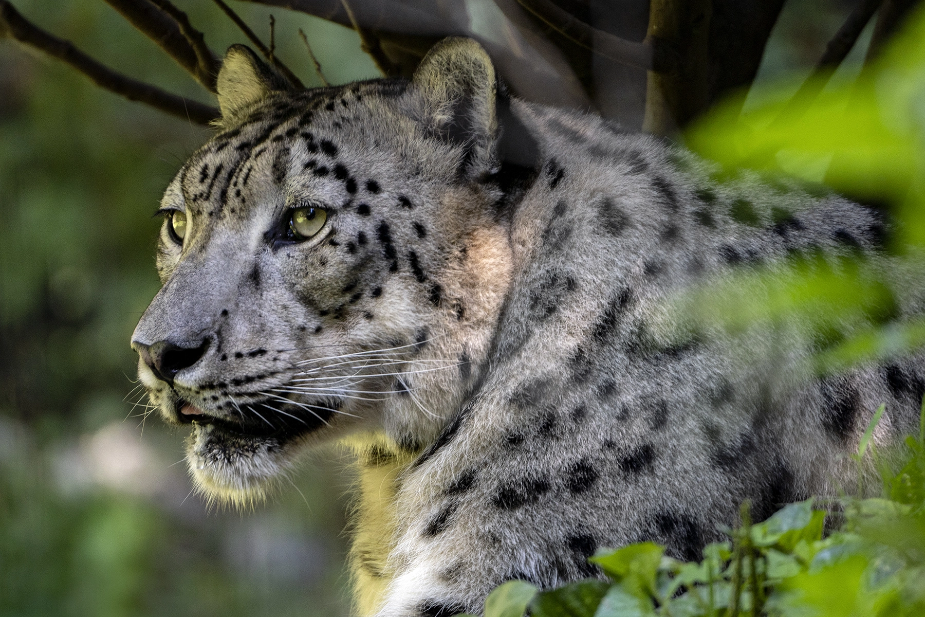 Dans un zoo, un léopard des neiges regarde attentivement à travers le feuillage, son pelage tacheté se fondant dans la lumière tamisée de l'enclos.