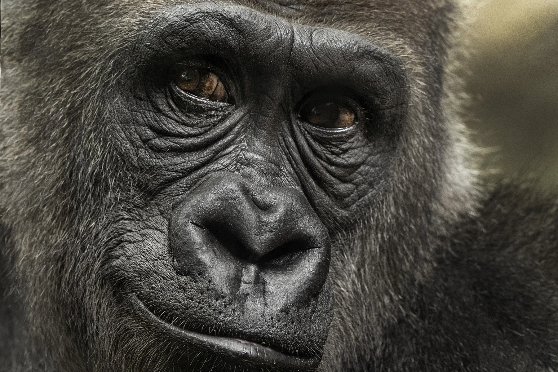 Portrait en gros plan d'un gorille dans un zoo, mettant en valeur les yeux profonds et expressifs et les traits détaillés du visage dans une photo de zoo puissante.