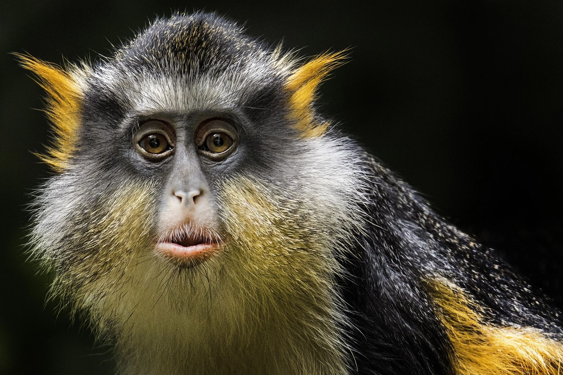 Portrait en gros plan d'un singe coloré au pelage orange et noir, regardant attentivement sur un fond sombre et flou.