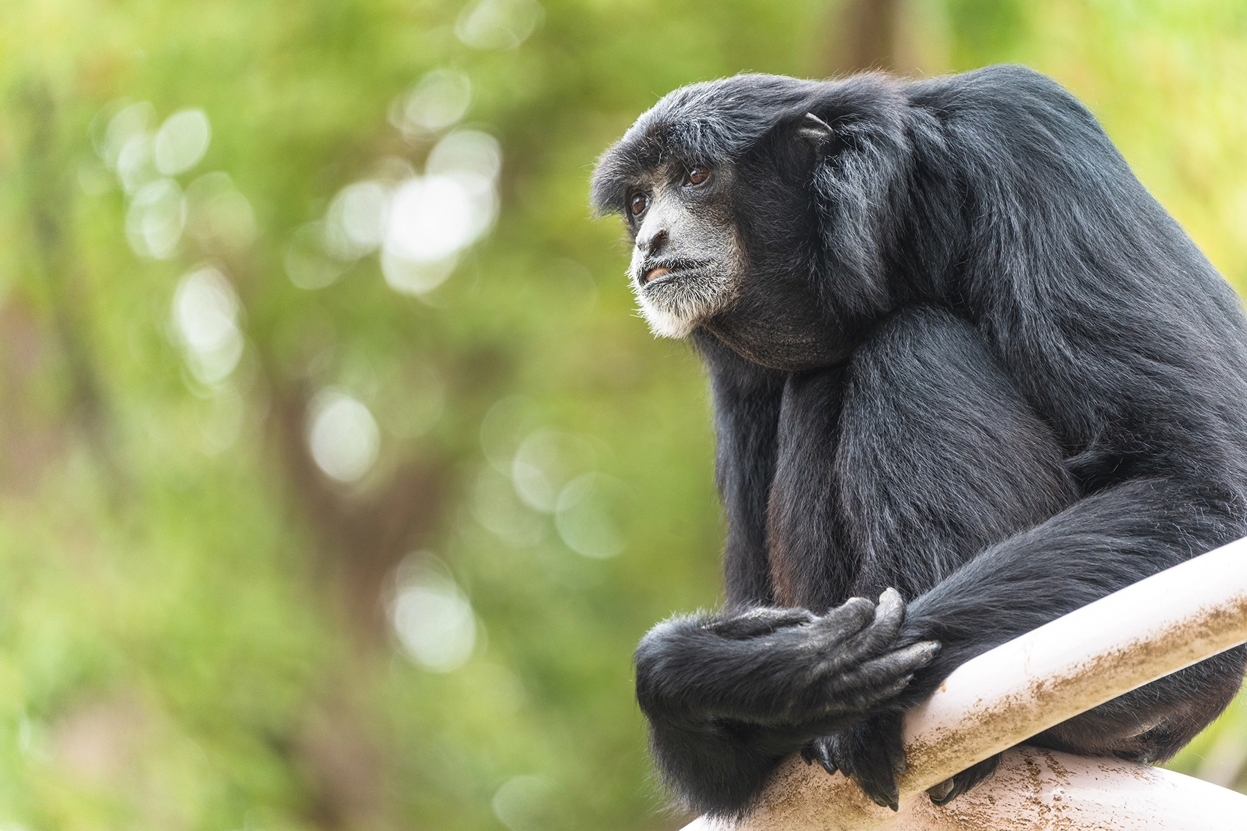 Un primate à fourrure noire dans un zoo est assis sur une balustrade avec une expression contemplative, capturée dans une photo sereine du zoo.